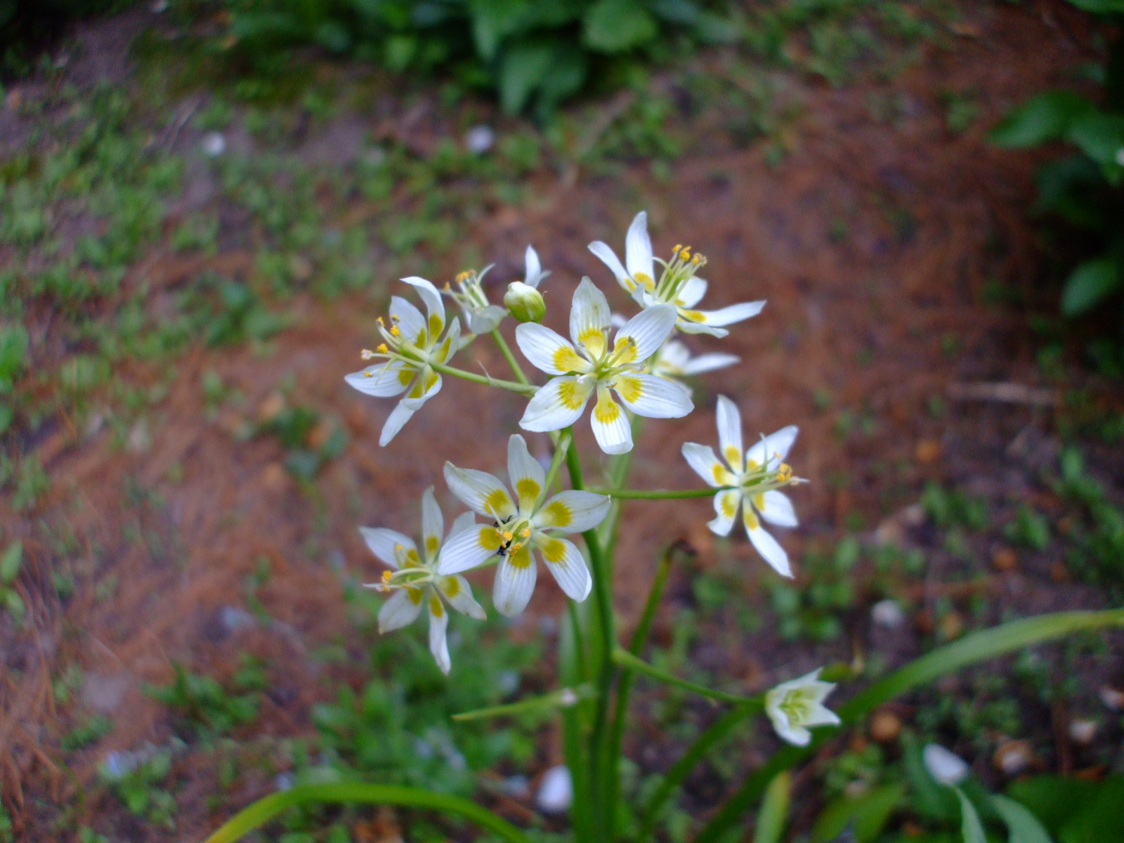 Zigadenus fremontii